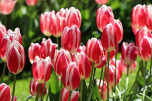 Tulpen im Keukenhof