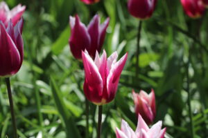 Tulpen im Keukenhof