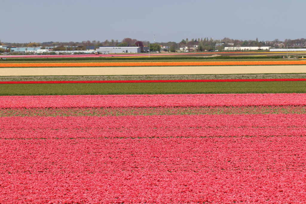 Blühende Tulpenfelder im Umland