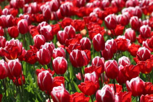 Rote Tulpen im Keukenhof