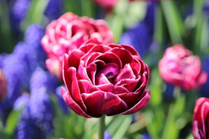 Tulpen im Keukenhof