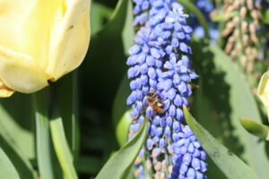 Biene auf einer lilanen Blume