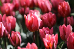 Tulpen im Keukenhof