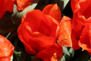 Tulpen im Keukenhof mit Wassertropfen