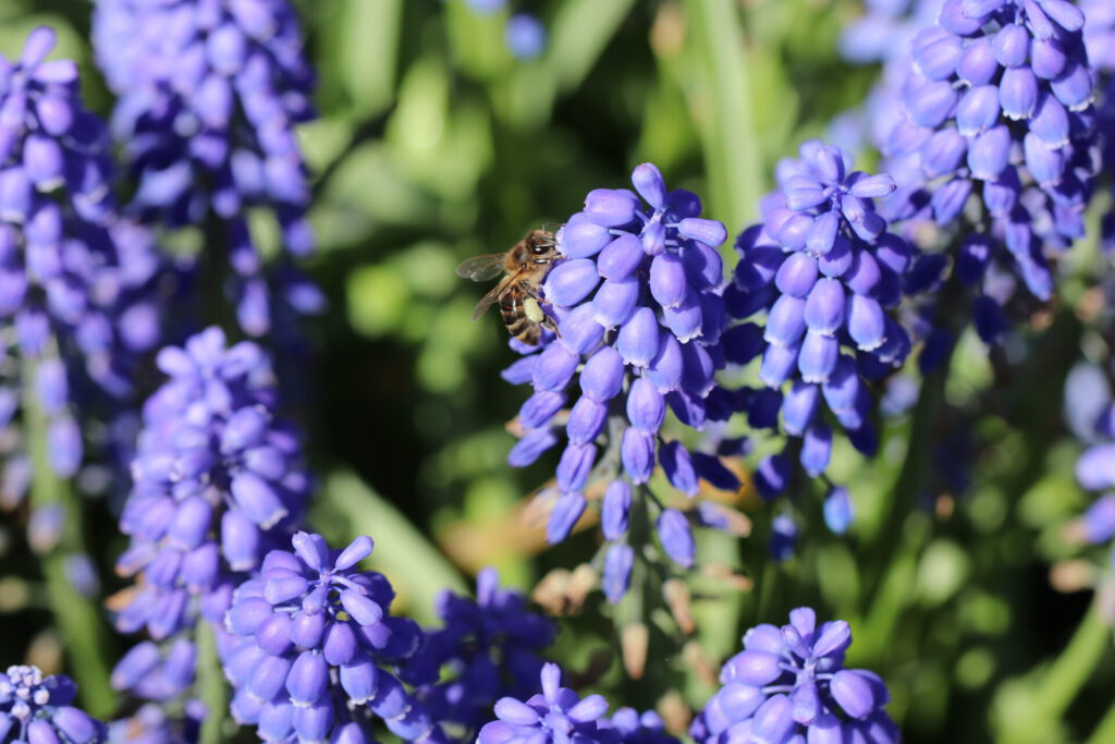 Biene auf einer Blume