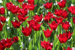 Tulpen im Keukenhof