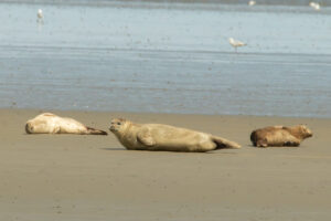 Seehunde auf der Sandbank