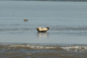 Seehunde auf der Sandbank