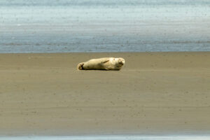 Seehunde auf der Sandbank