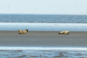 Seehunde auf der Sandbank