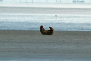 Seehunde auf der Sandbank