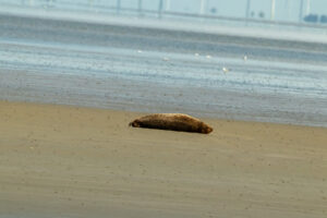 Seehunde auf der Sandbank