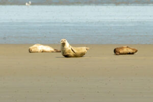 Seehunde auf der Sandbank