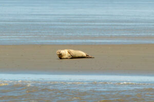 Seehunde auf der Sandbank