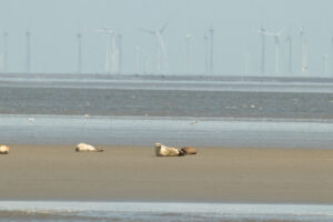 Seehunde auf der Sandbank